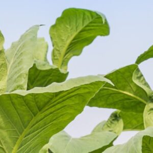 planta de onde é extraído o tabaco